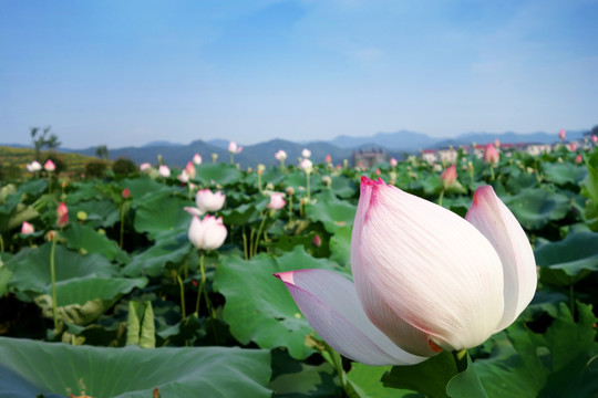 荷花