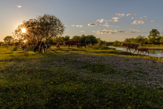 夕阳下的牛群