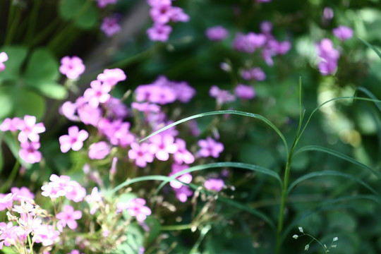 花卉