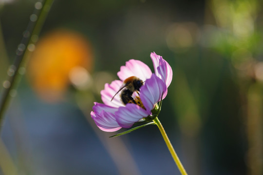 小花