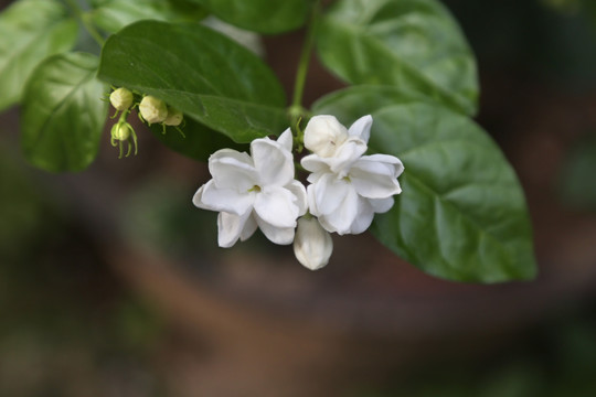 茉莉花