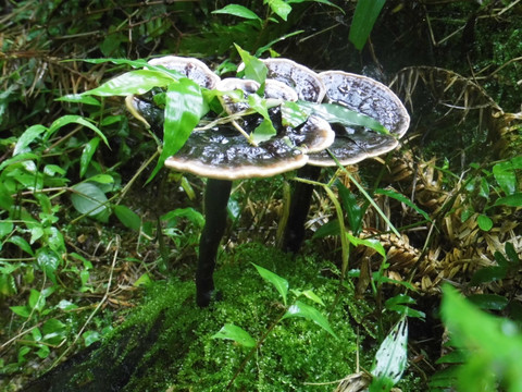 天然野生灵芝