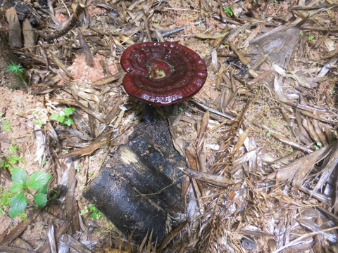 野生黑灵芝