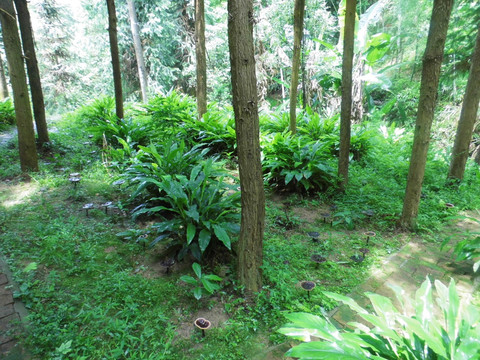 野生灵芝