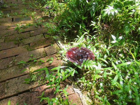 野生灵芝