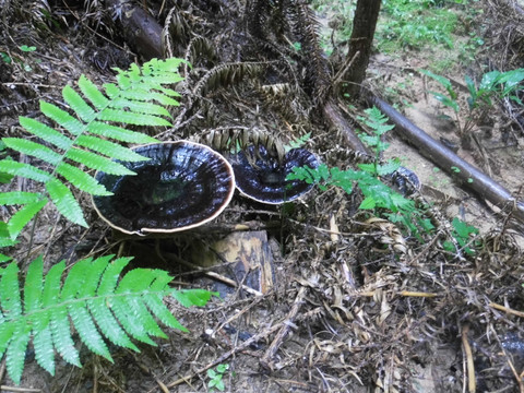 野生灵芝