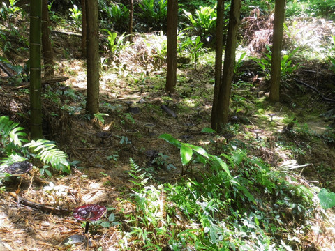 野生灵芝
