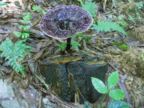 野生灵芝