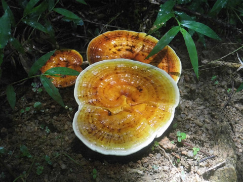 野生黄灵芝