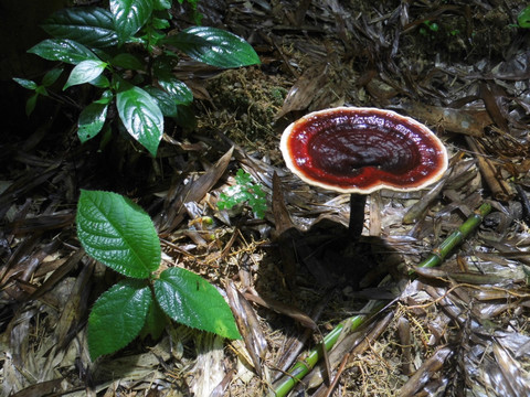 野生黑灵芝