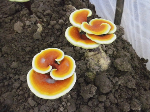 黄灵芝种植