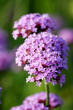 柳叶 马鞭草 野花 山花 花海