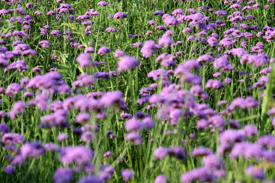 野花 山花 花海