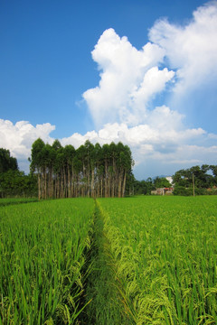 田园风光