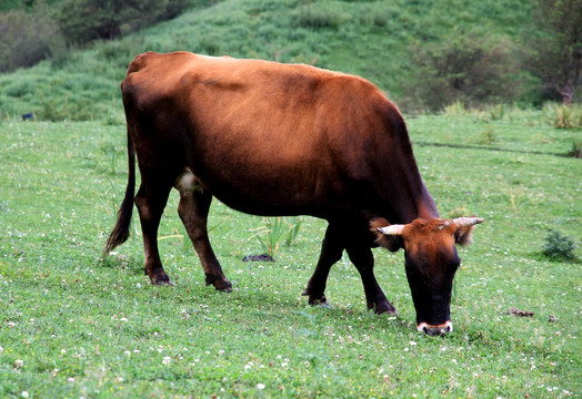 新疆褐牛