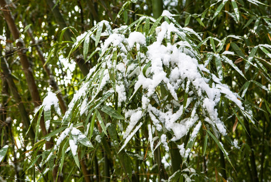 雪竹图