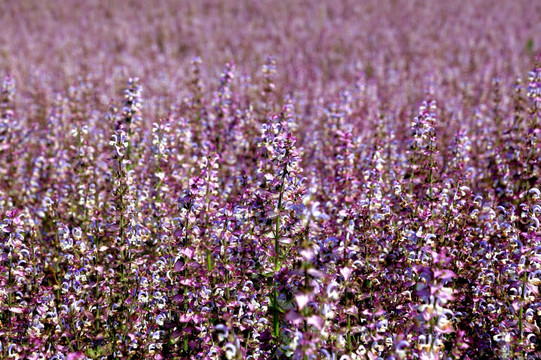 香籽花 香籽 鲜花 花田