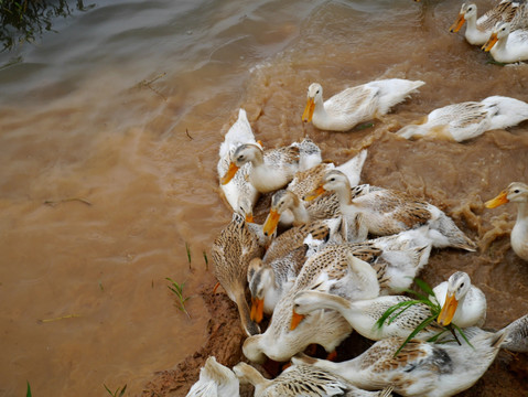 水中寻找食物的鸭子