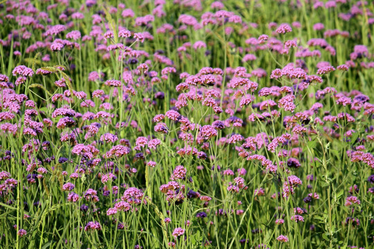 野花 山花 花海