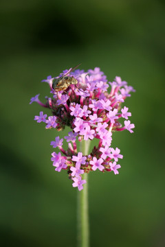 野花 山花