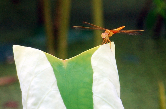 蜻蜓浮荷叶