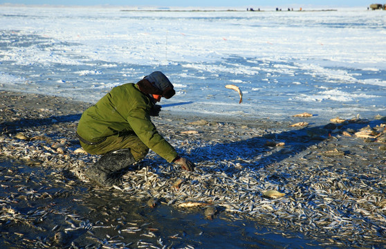 达赉湖冬季捕鱼