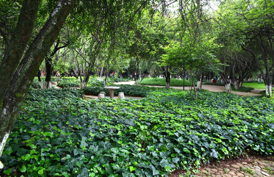 云南大学校园景观