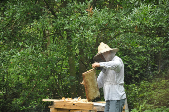 割蜜 蜂蜜
