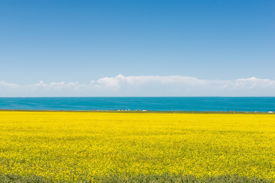 青海湖油菜花