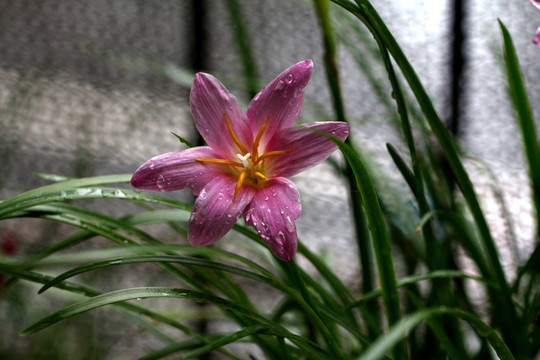 风雨兰 兰花