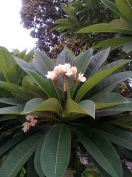 花香沁人