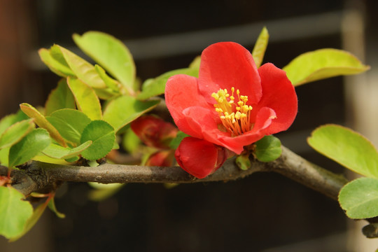 贴梗海棠红花