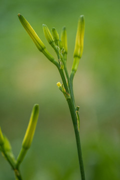 黄花菜 金针菜