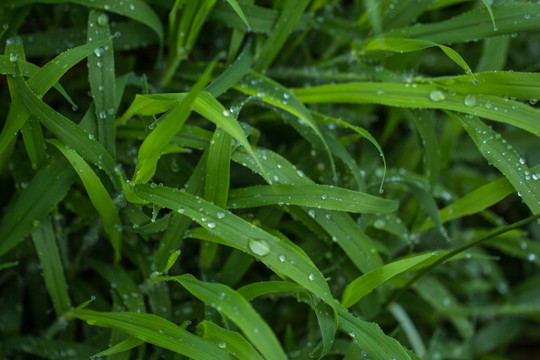 绿茅草 竹叶草 绿色植物背景