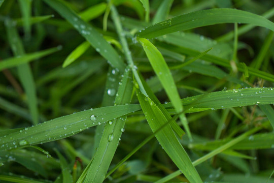 绿茅草 竹叶草 绿色植物背景