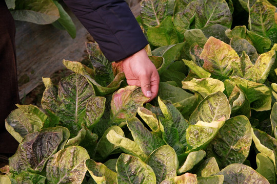 蔬菜 立枯病