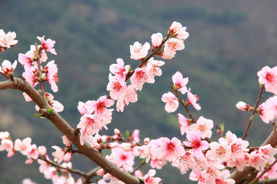 桃花