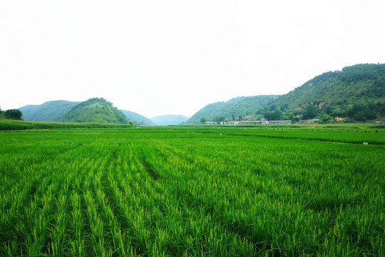 南泥湾 水稻