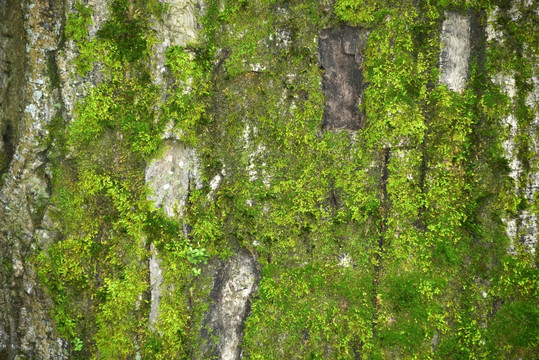 长苔藓的树皮