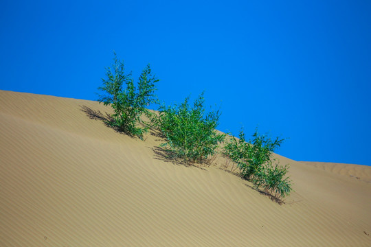 沙漠草