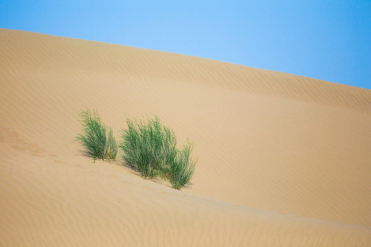 沙漠草