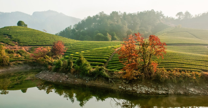 秋季茶园