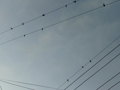 鸟之音符 电线上的燕子子
