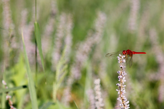 薰衣草上的红蜻蜓