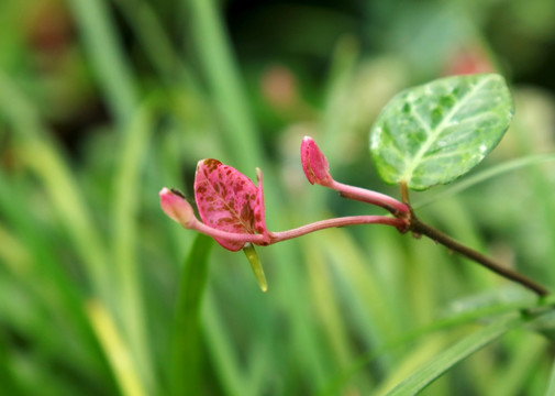 小花