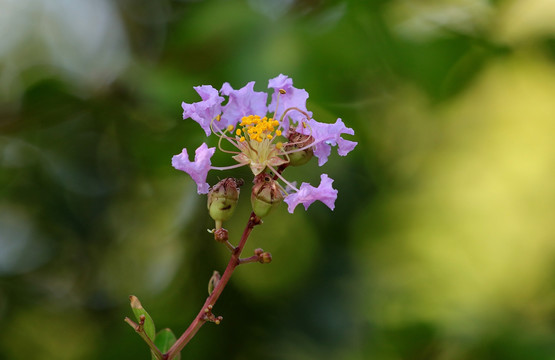 小花