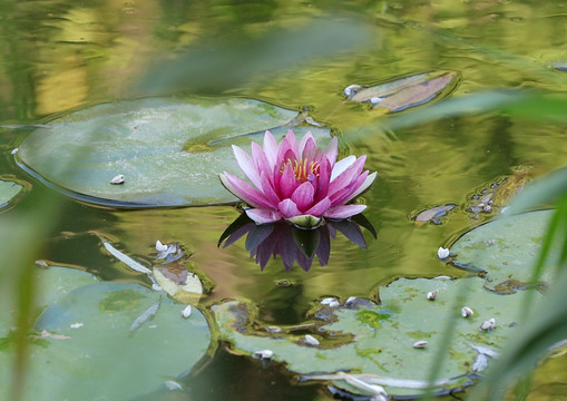 莲花