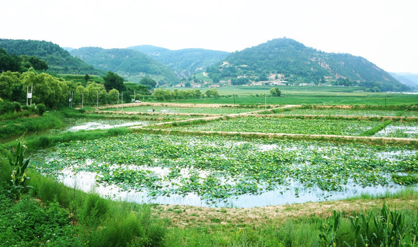 南泥湾全景