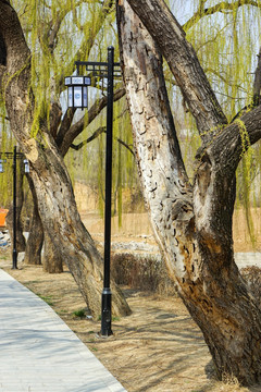 公园柳树