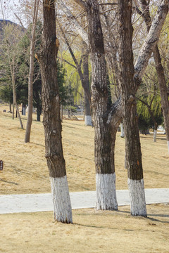 公园杨树